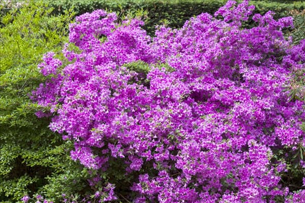 Rhododendron obtusum