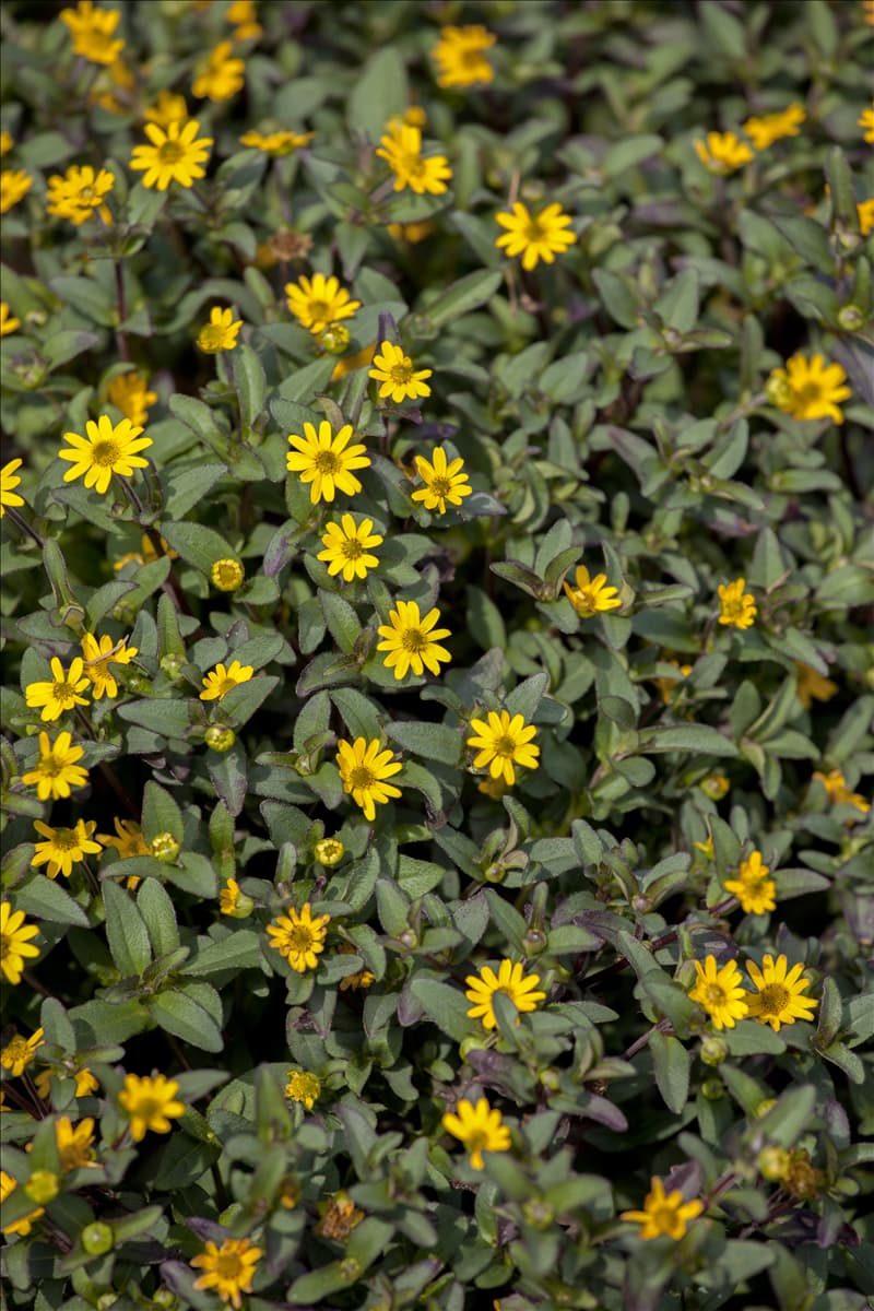 Sanvitalia procumbens 'Superbini'