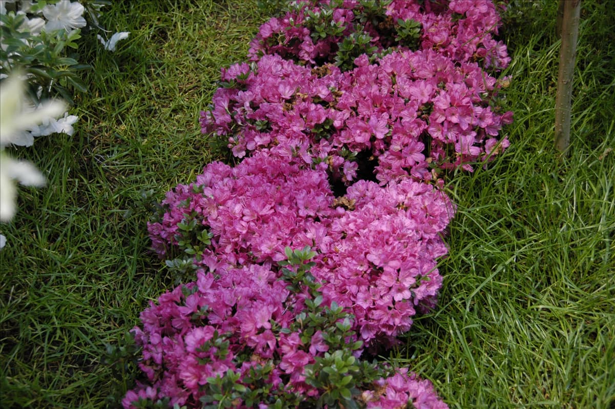 Rhododendron obtusum 'Anne Frank'
