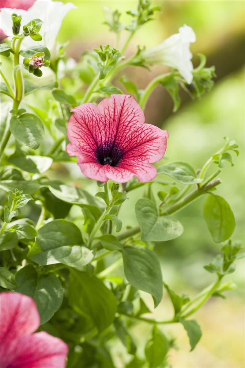 Petunia, rot