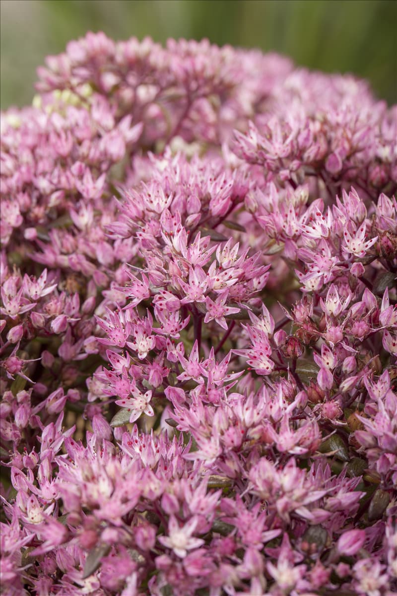 Sedum spectabile 'Crystal Pink'