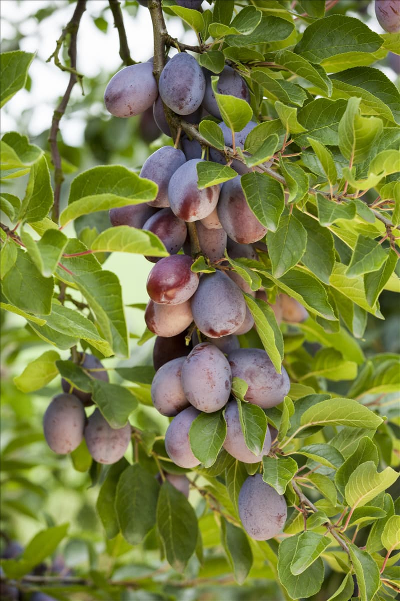 Prunus domestica subsp. domestica