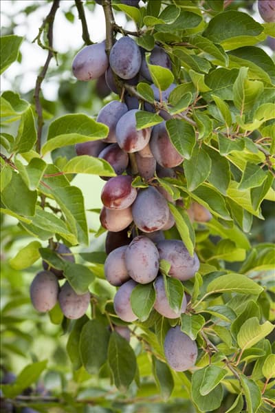 Prunus domestica subsp. domestica