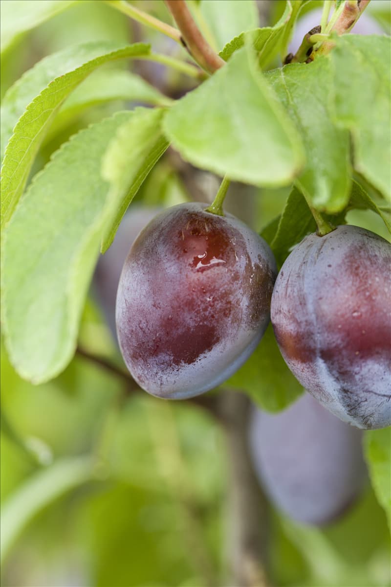 Prunus domestica subsp. domestica 'Basler Hauszwetschge'