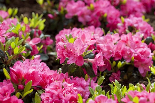 Rhododendron obtusum 'Canzonetta'