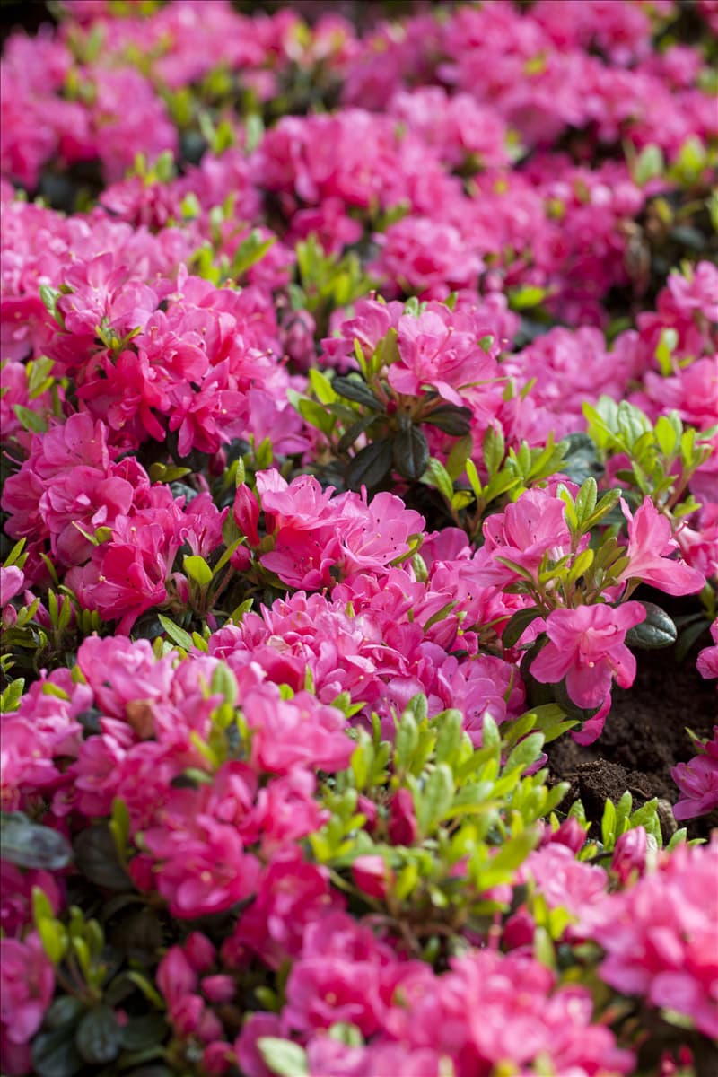 Rhododendron obtusum 'Canzonetta'