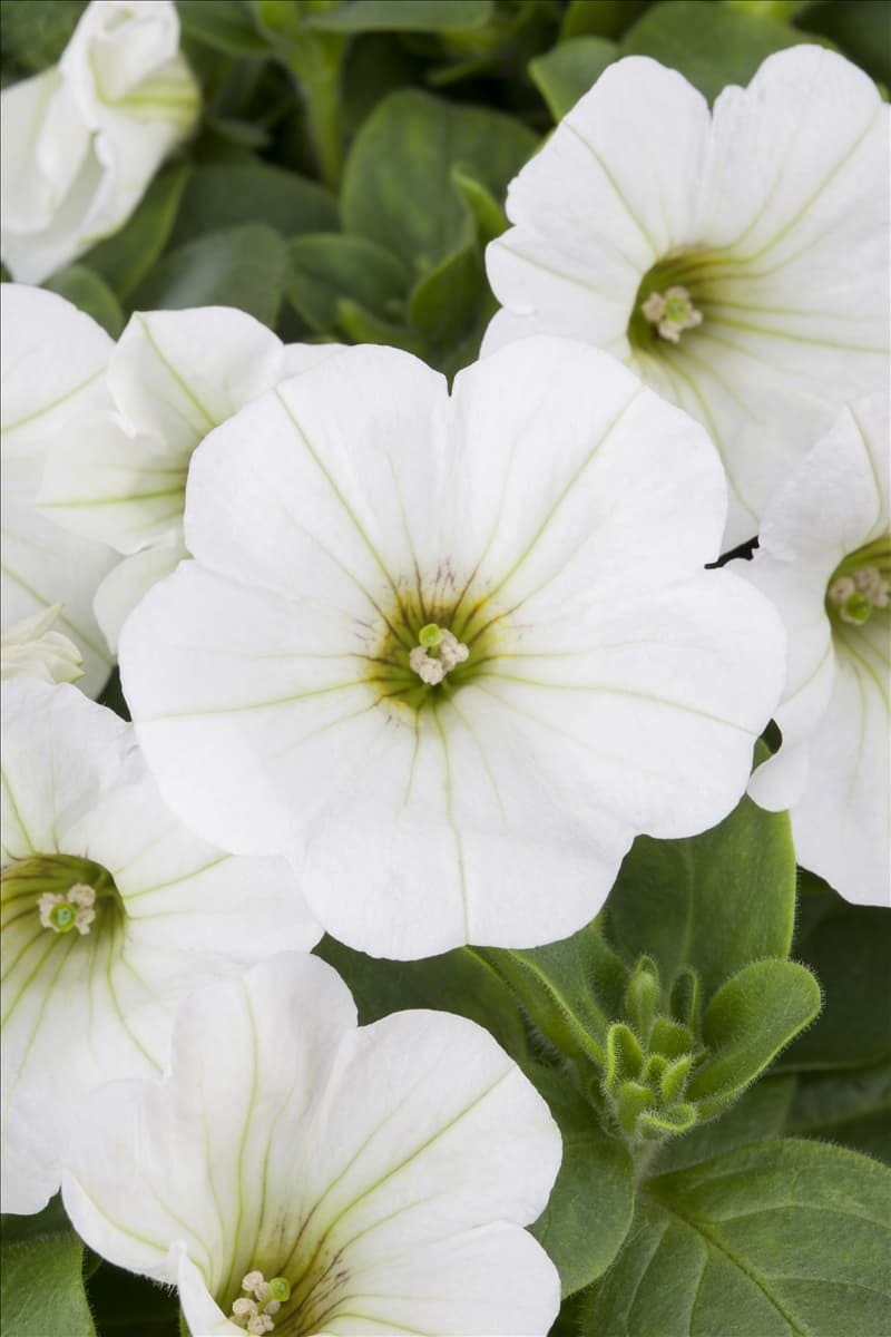 Petunia, weiß