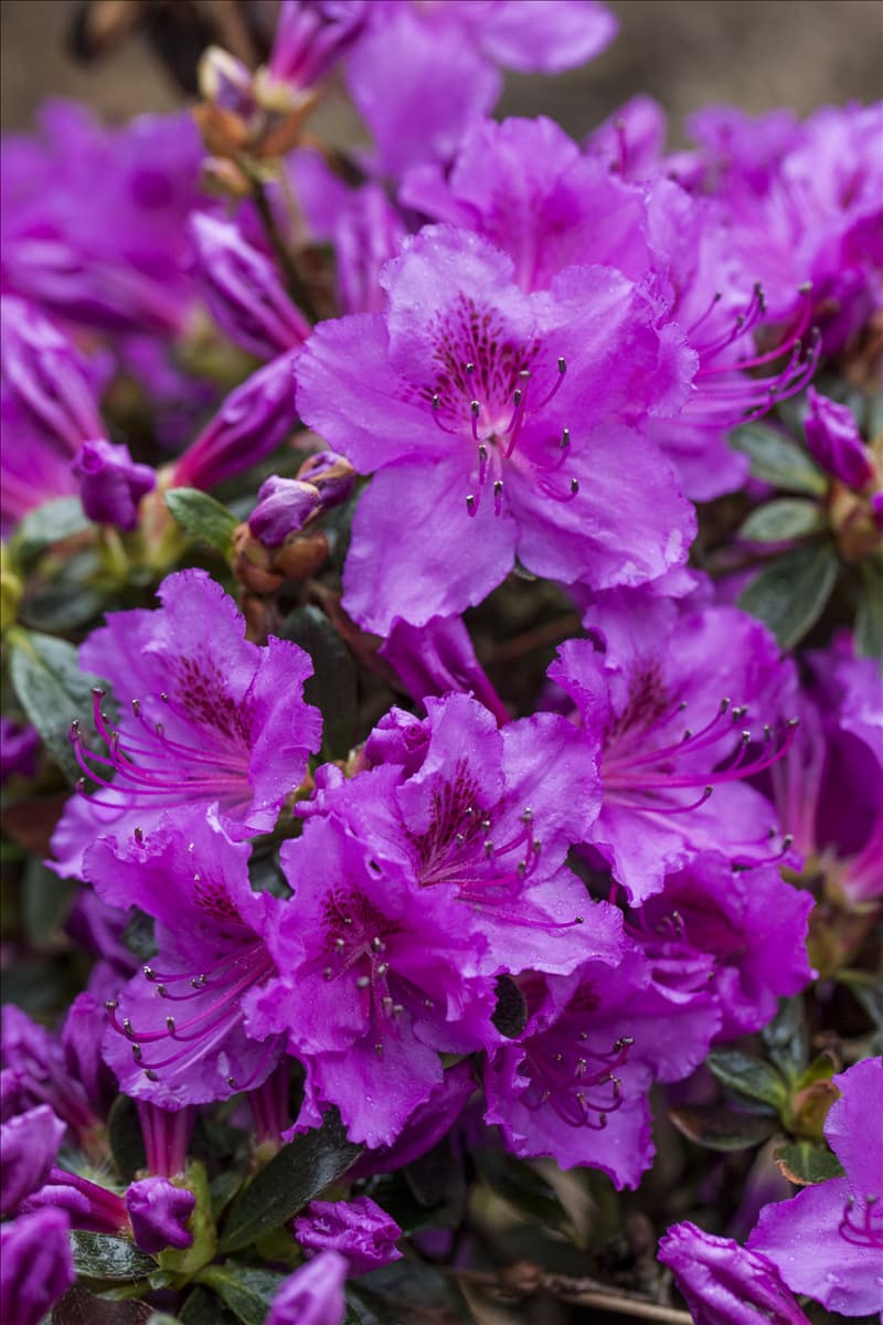 Rhododendron obtusum 'Diamant'