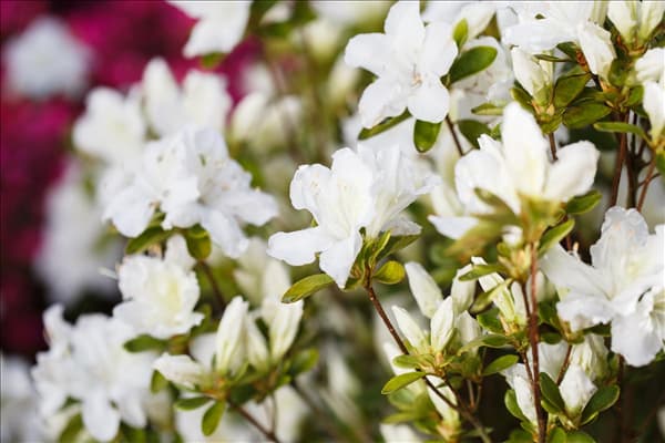 Rhododendron obtusum 'Feenkissen'®(s)