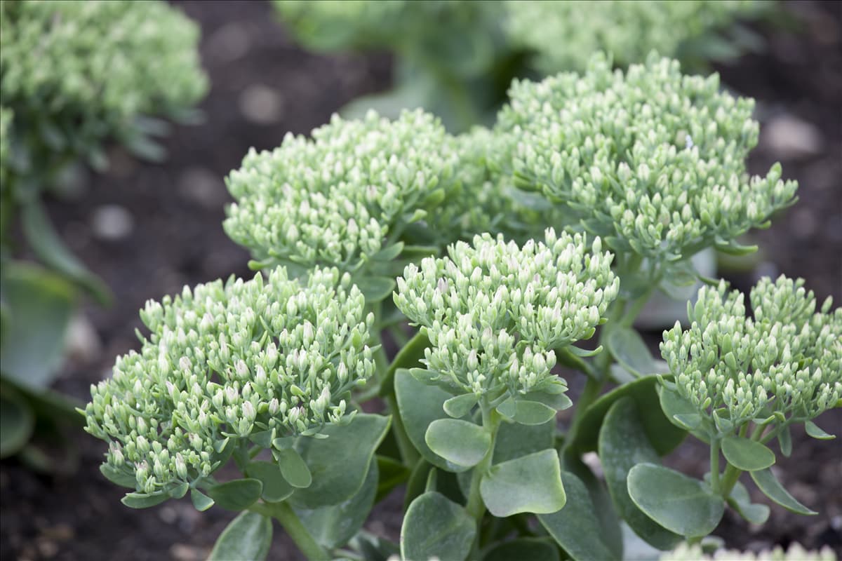 Sedum telephium