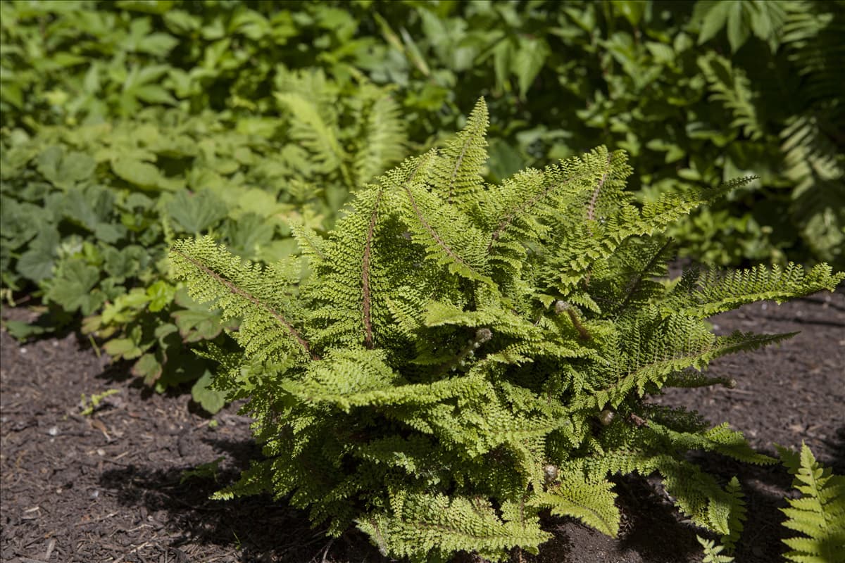 Polystichum setiferum 'Plumosum Densum'