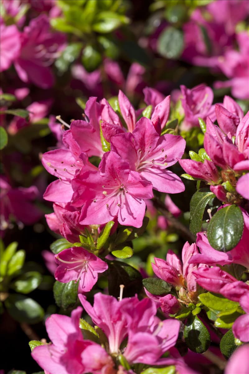 Rhododendron obtusum 'Kermesina'