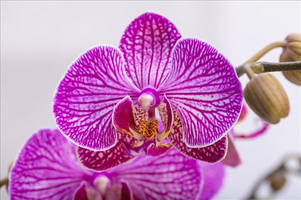 Phalaenopsis 'Andorra'