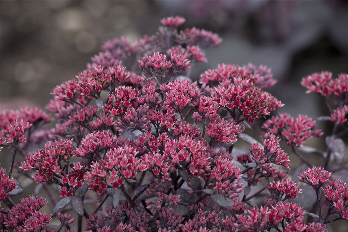 Sedum telephium 'Desert Black'