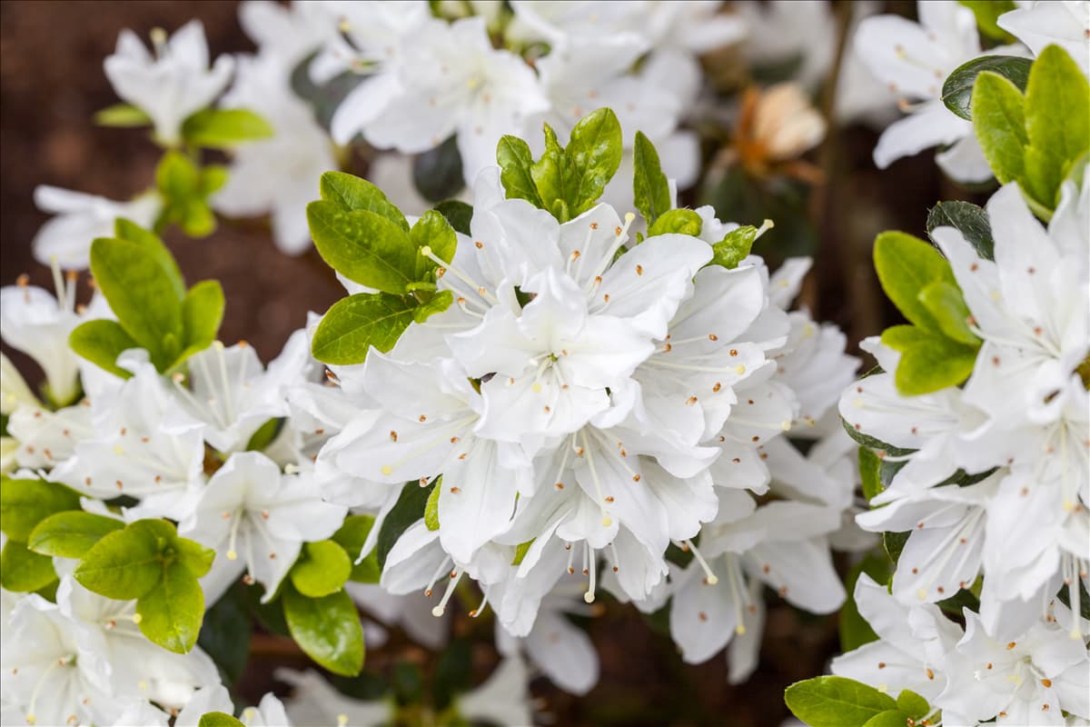 Rhododendron obtusum 'Kermesina Alba'