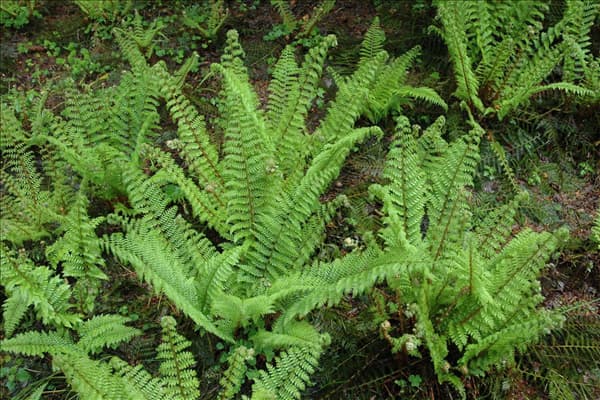 Polystichum setiferum 'Proliferum Herrenhausen'