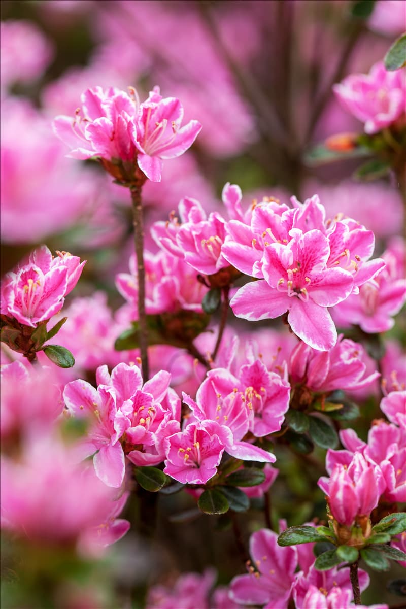 Rhododendron obtusum 'Kermesina Rose'