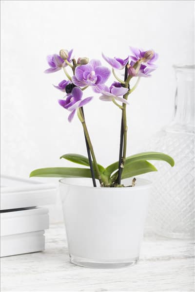 Phalaenopsis Mini