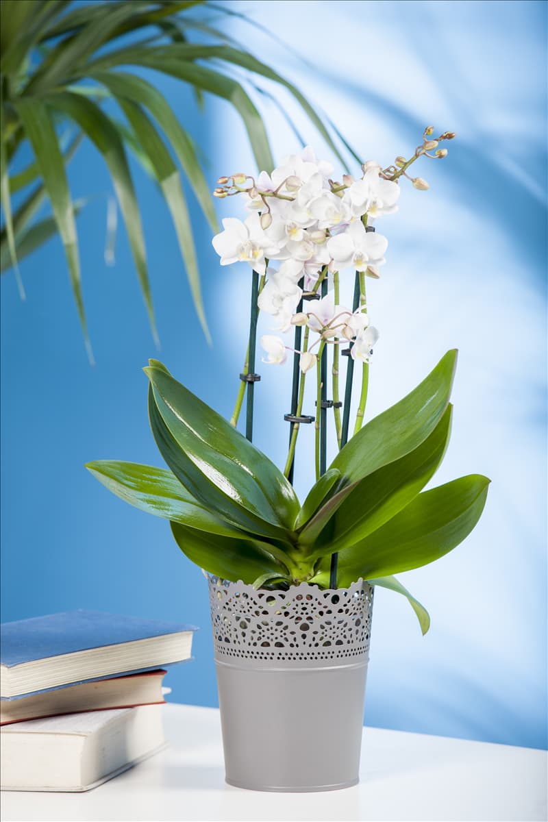 Phalaenopsis, weiß