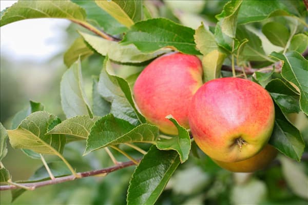 Malus