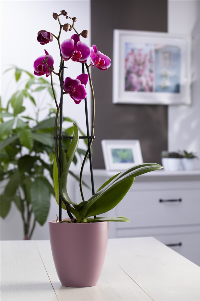 Phalaenopsis 'Pretoria'