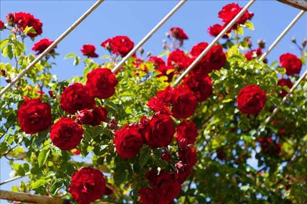 Rosa