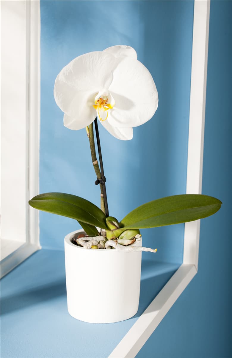 Phalaenopsis, weiß