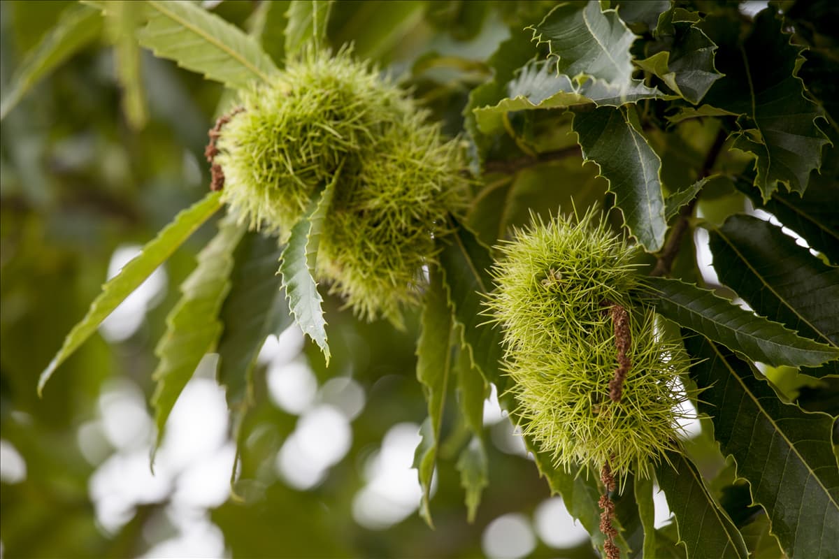 Castanea sativa Esskastanie