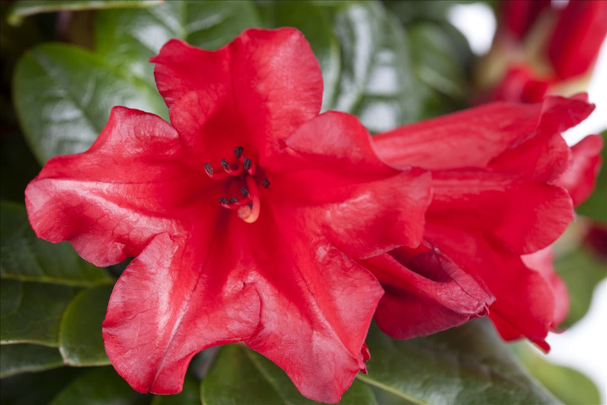 Rhododendron repens 'Scarlet Wonder'