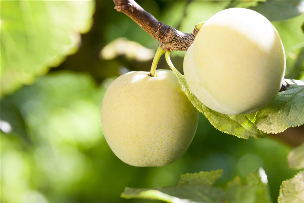 Prunus domestica subsp. syriaca 'Aprimira'