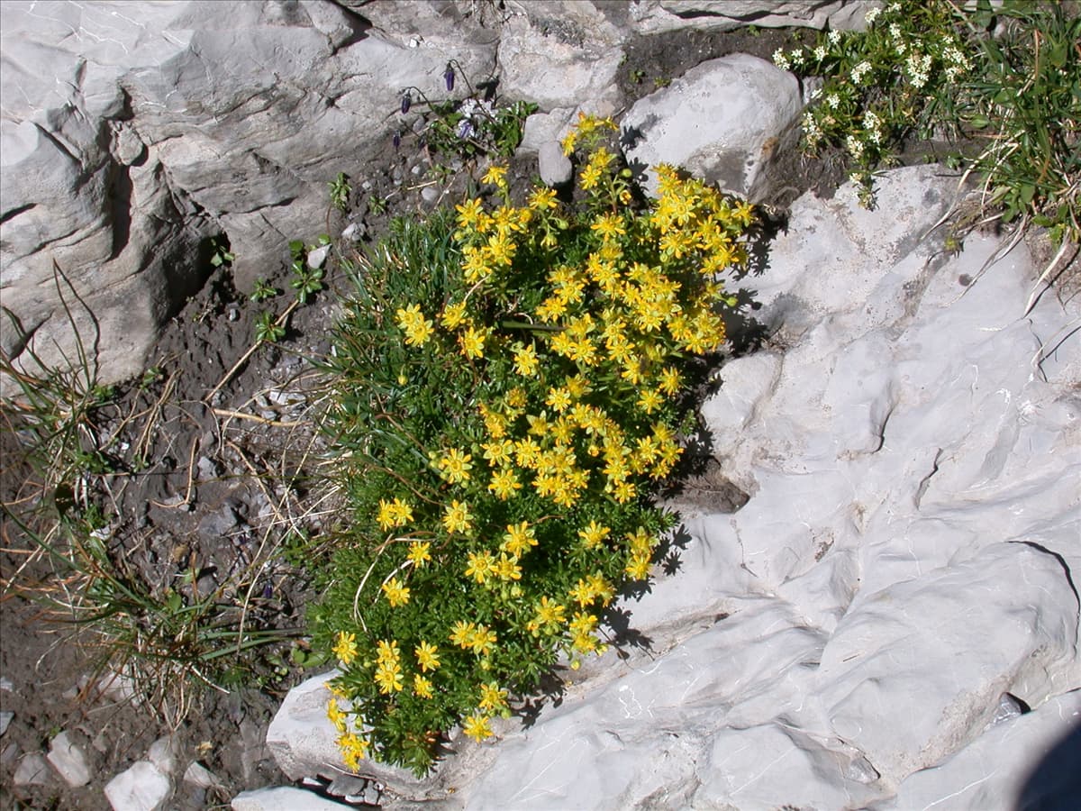 Saxifraga aizoides
