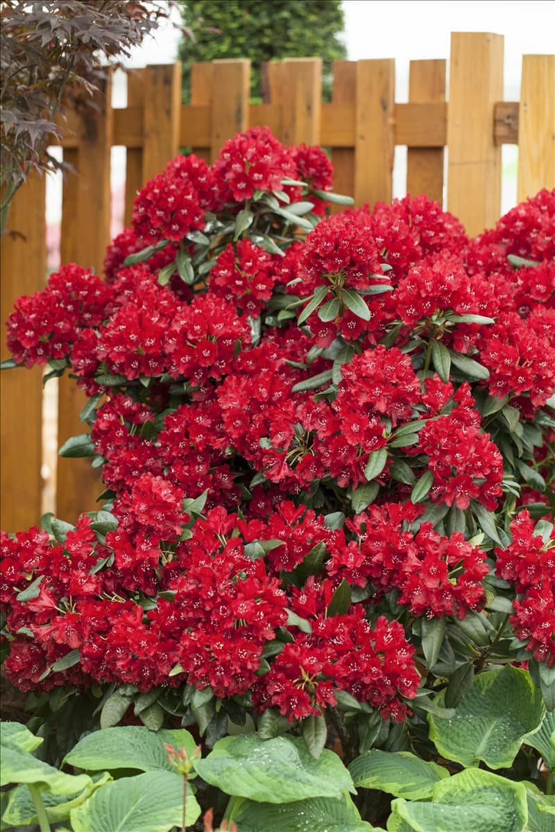 Rhododendron 'Sammetglut'