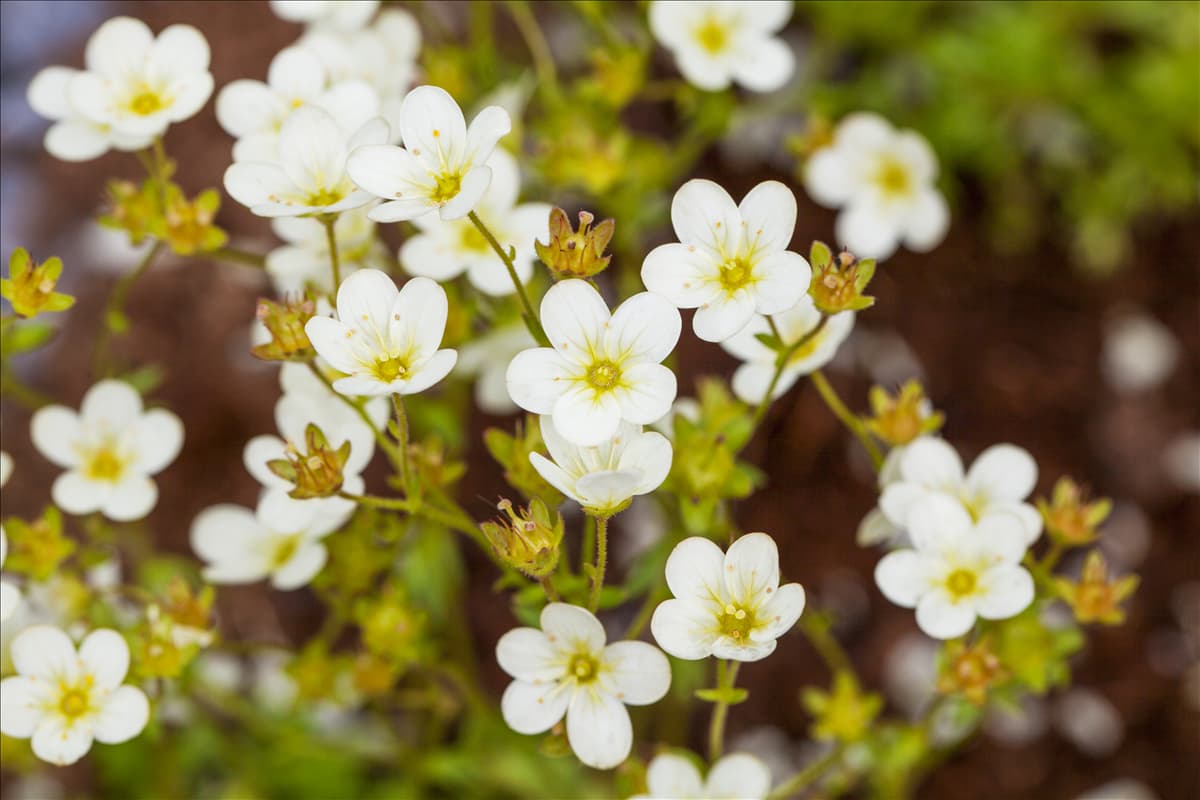 Saxifraga x arendsii