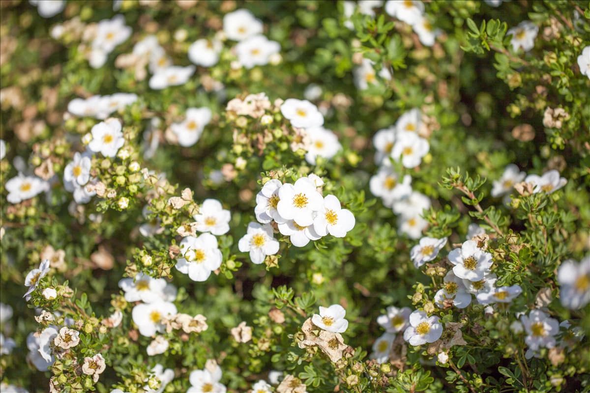 Potentilla fruticosa