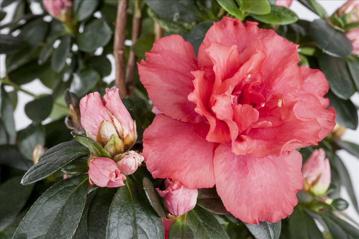 Rhododendron simsii