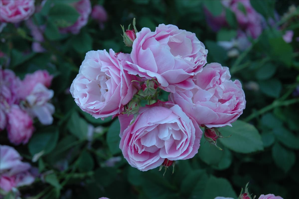 Rosa borbonica 'Bourbon Queen'