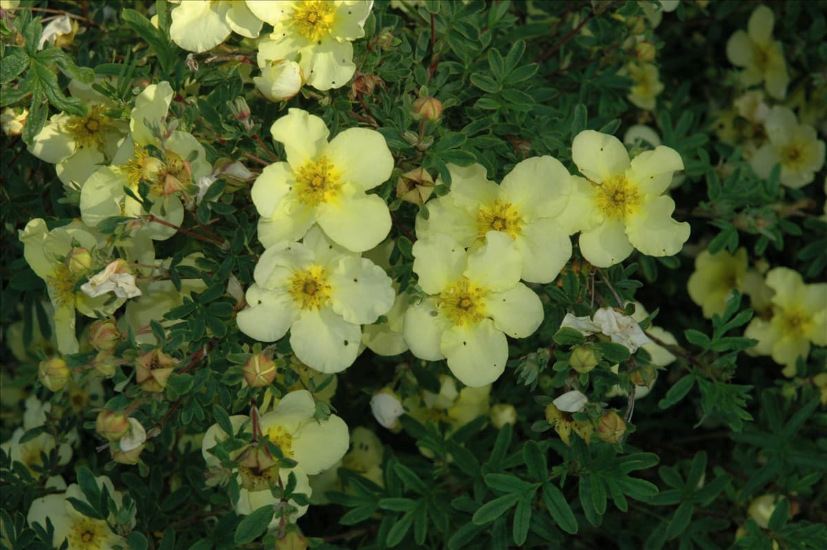 Potentilla fruticosa 'Darts Sunnyboy'
