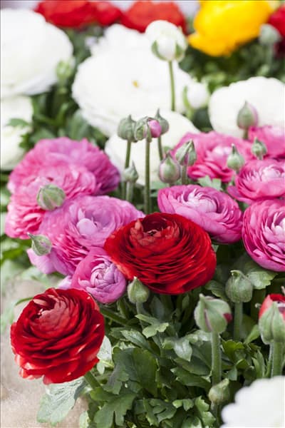 Ranunculus asiaticus