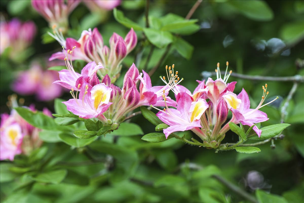 Rhododendron viscosum