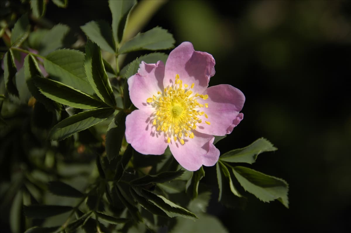 Rosa 'PiRo3'