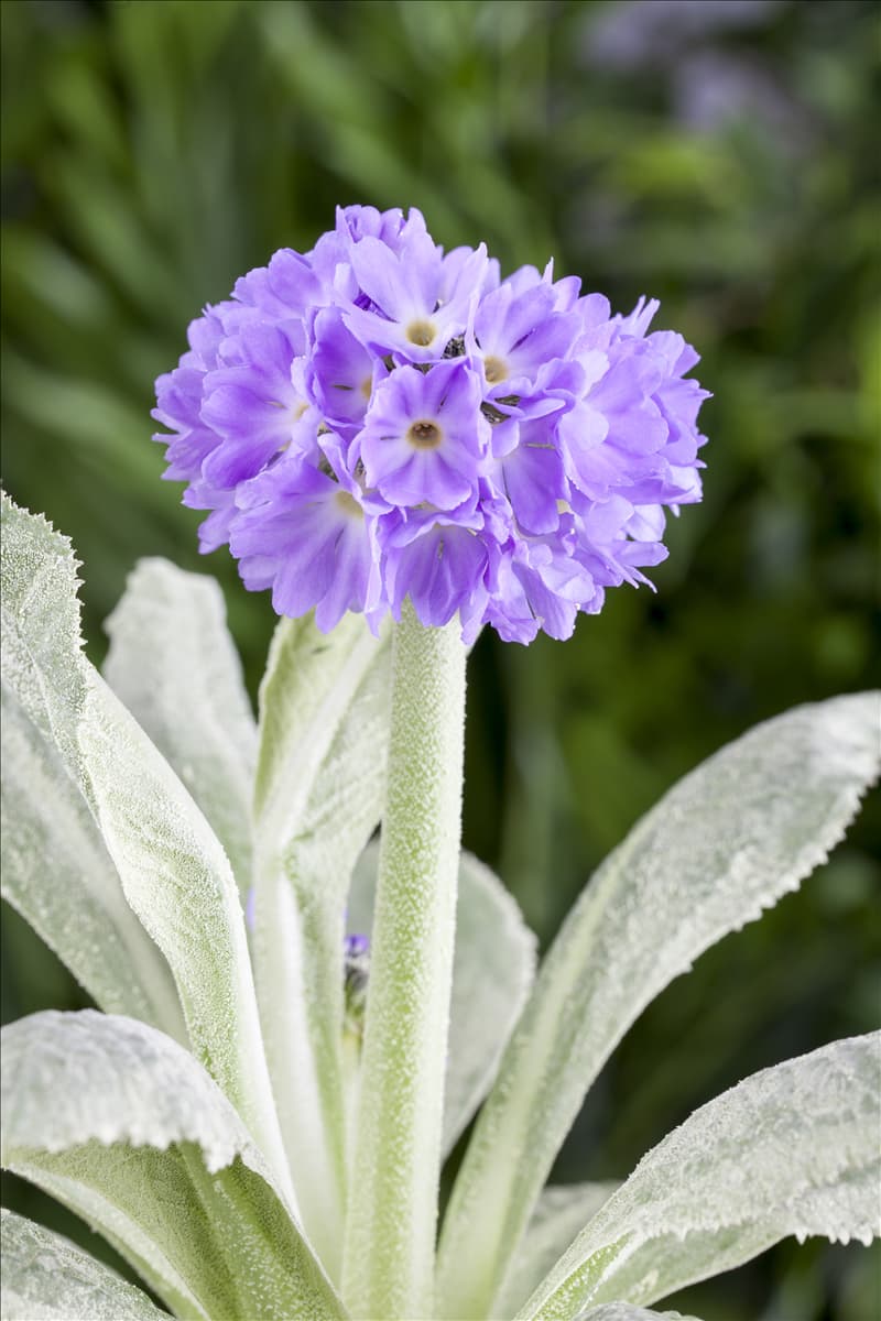 Primula denticulata