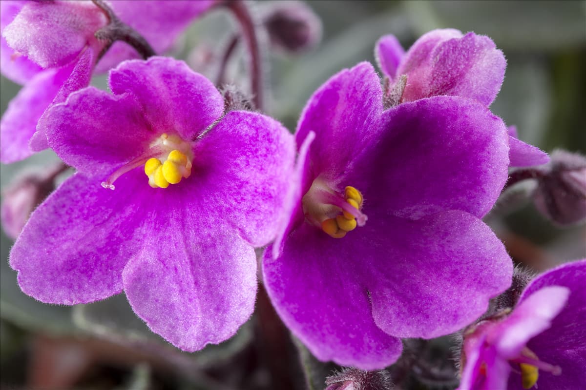 Saintpaulia ionantha