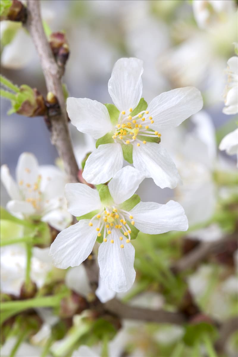 Prunus incisa 'Kojou-no-mai'