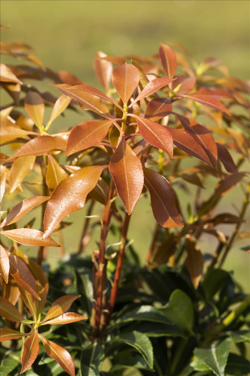 Pieris japonica 'Mountain Fire'