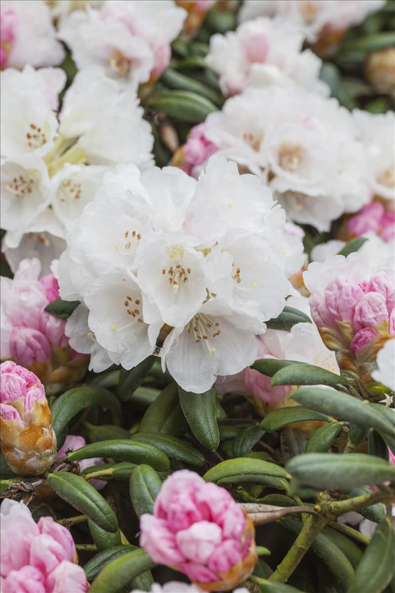 Rhododendron yakushimanum 'Koichiro Wada'