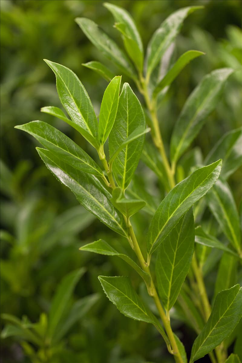 Prunus laurocerasus 'Caucasica'
