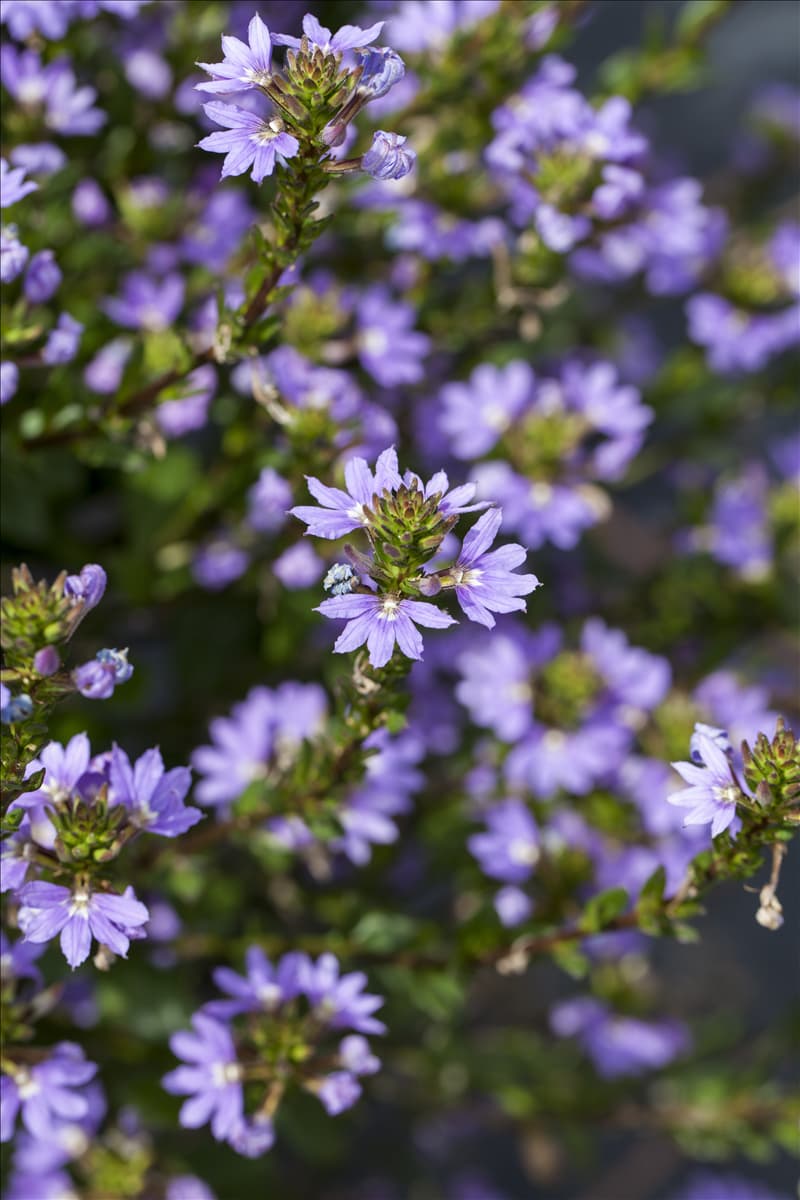 Scaevola saligna 'Blue Angel'