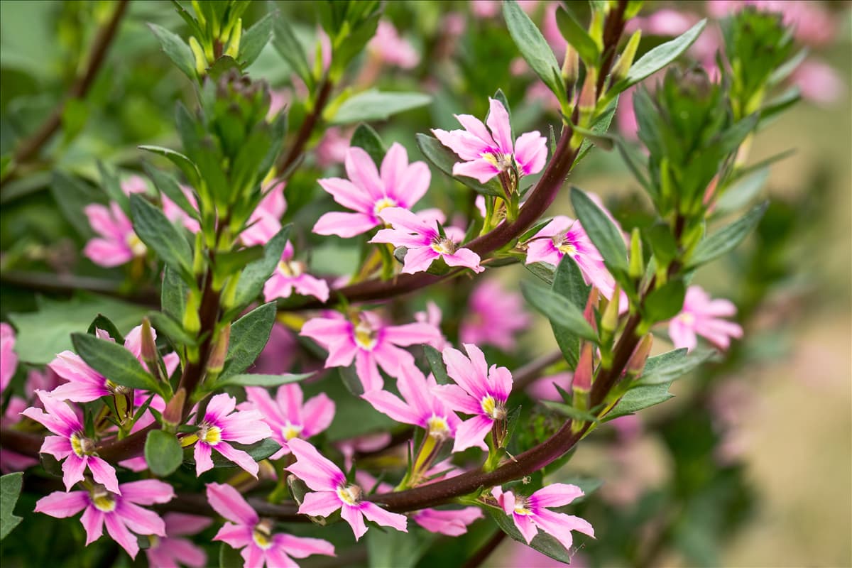 Scaevola saligna 'Pink Blessing™'