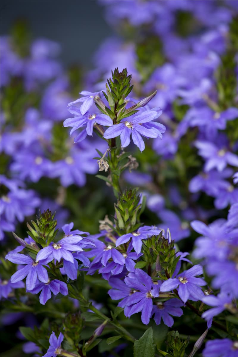 Scaevola saligna 'Saphira'(s)