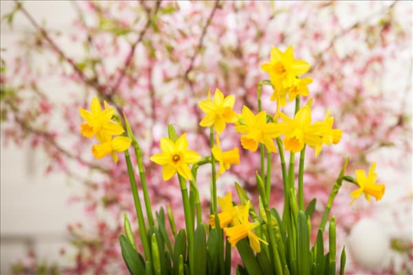 Narcissus